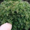 CRYPTOMERIA japonica ‘Tenzan’ en Janvier