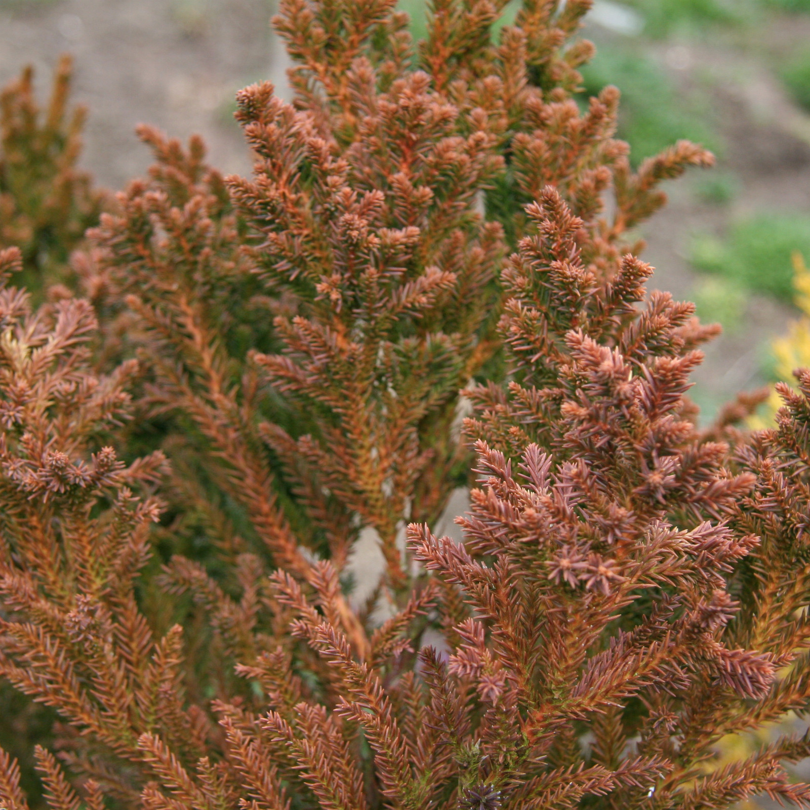 CRYPTOMERIA japonica ‘Topgold’