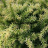 CRYPTOMERIA japonica ‚Vilmorin Gold‘ en Octobre