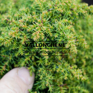 CRYPTOMERIA japonica 'Yokohama' en Mars