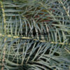 CUNNINGHAMIA lanceolata 'Glauca' en Avril