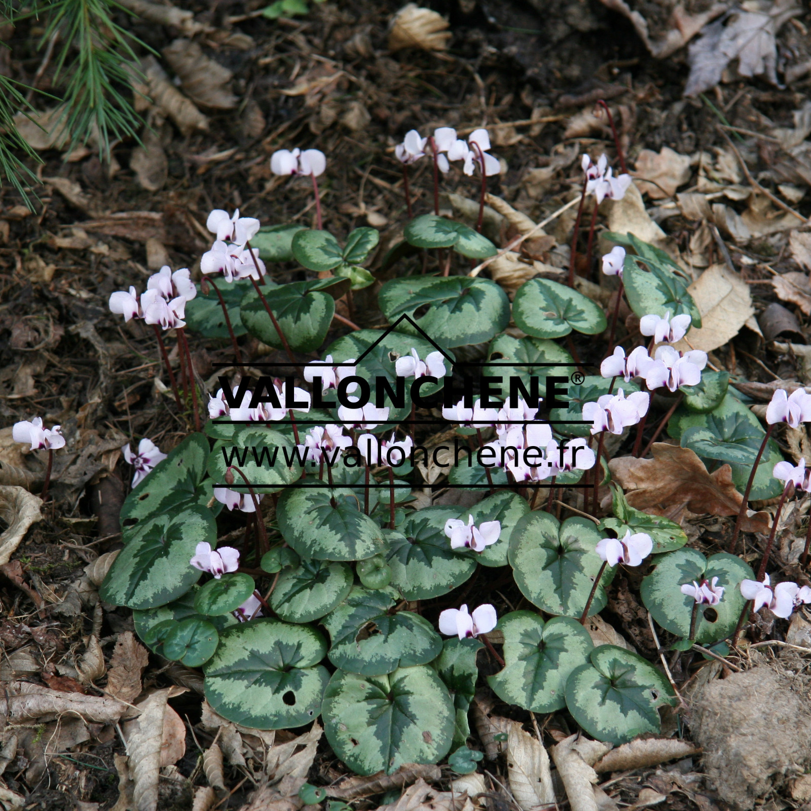 CYCLAMEN coum blanc (white) en Mars