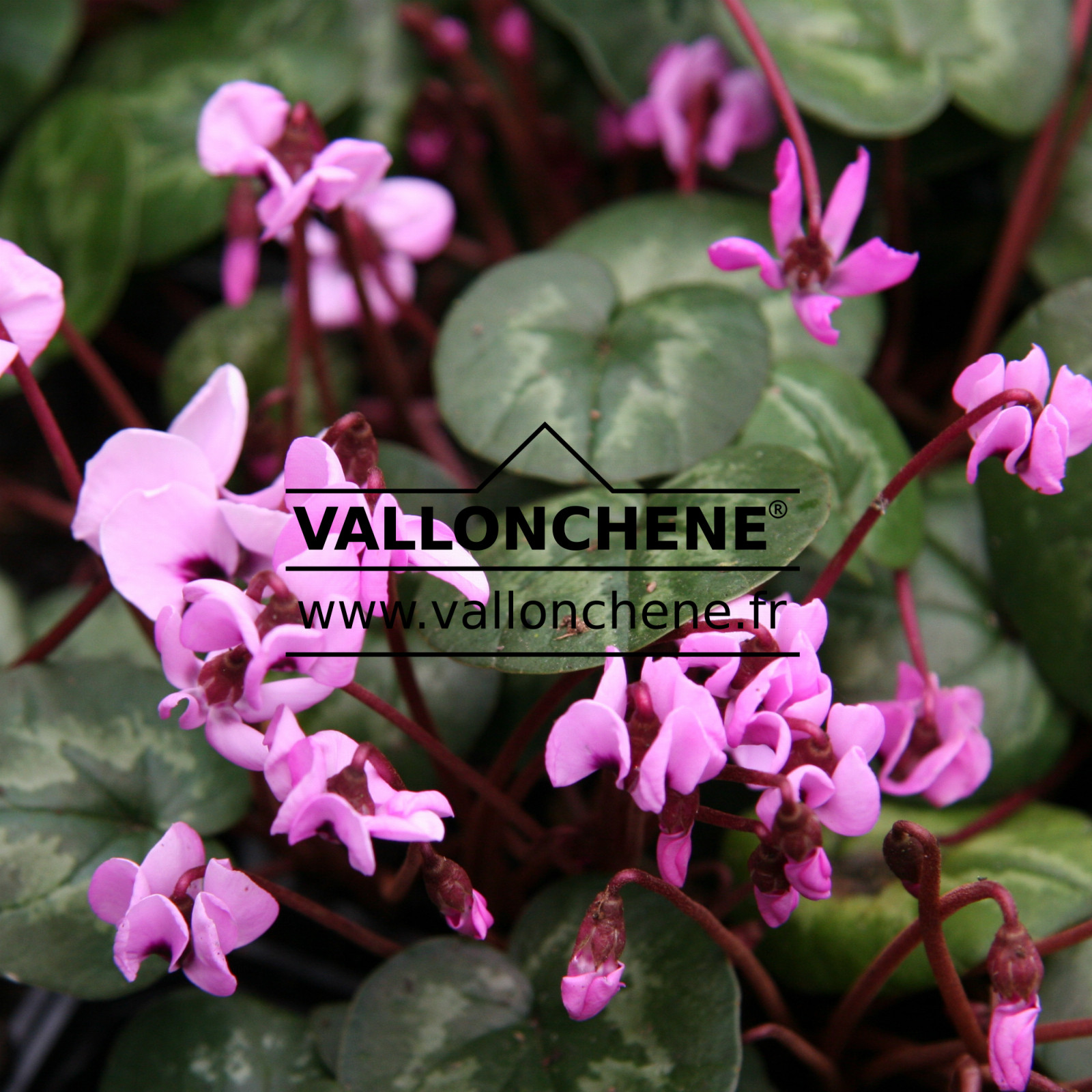 CYCLAMEN coum rose (pink) en Janvier