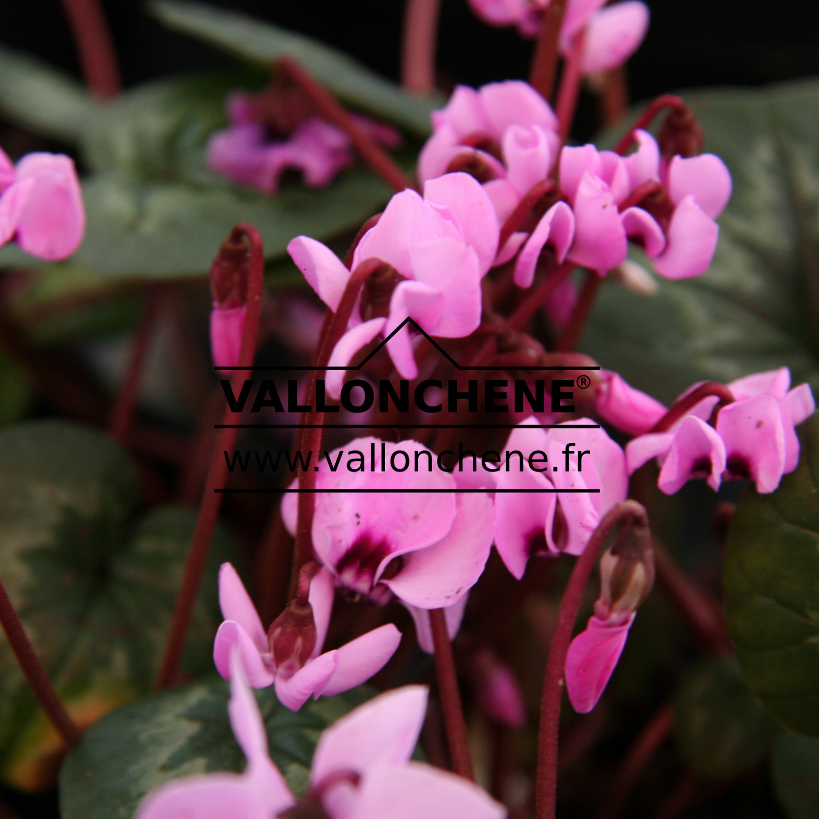 CYCLAMEN coum rose (pink) en Janvier