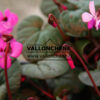 CYCLAMEN coum rouge (red) en Janvier