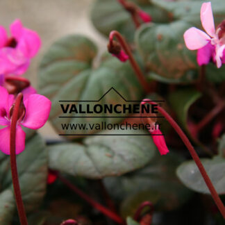 CYCLAMEN coum rouge (red) en Janvier