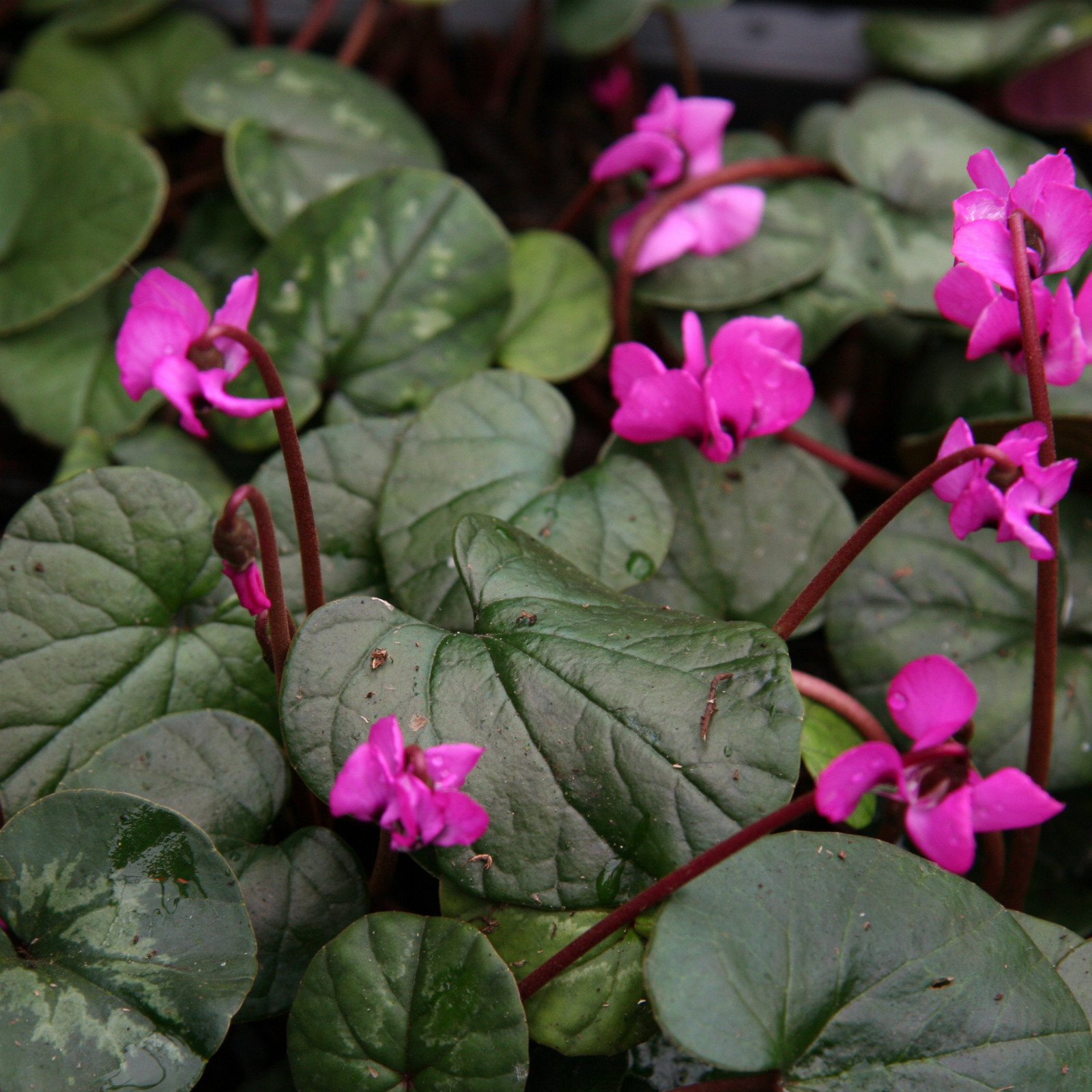 CYCLAMEN coum rouge (red) en Janvier