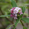 DAPHNE odora 'Aureomarginata' en Mars
