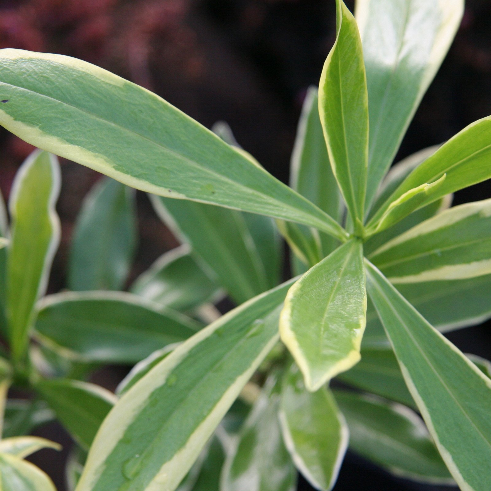 DAPHNE odora ‘Marianni’ (Rogbret)