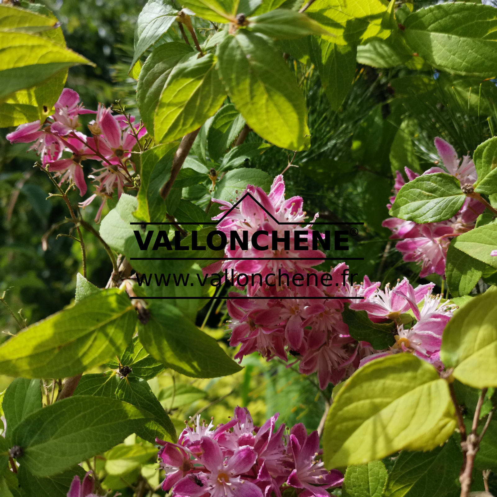 DEUTZIA hybrida 'Tourbillon Rouge' en Septembre