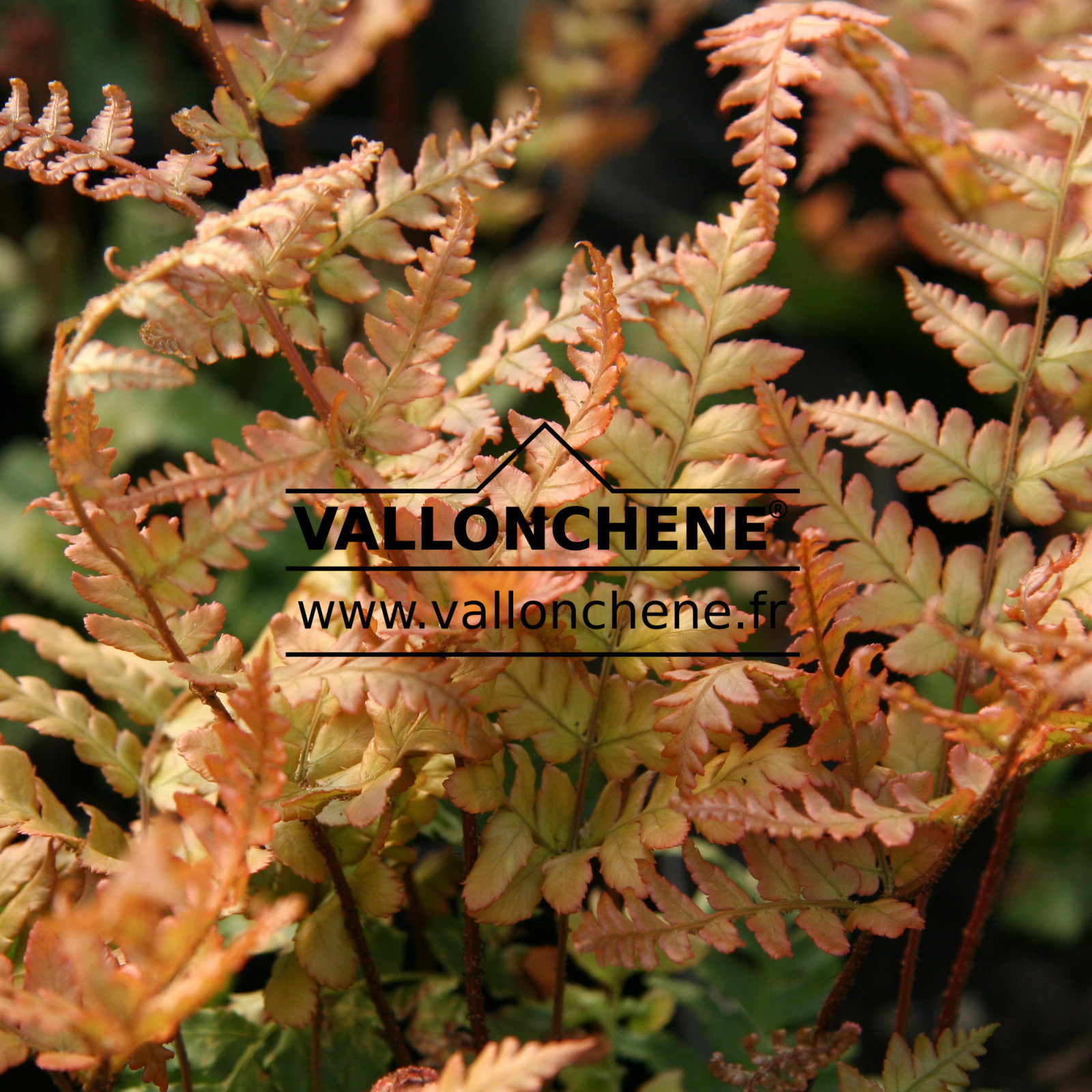 DRYOPTERIS erythrosora en Avril