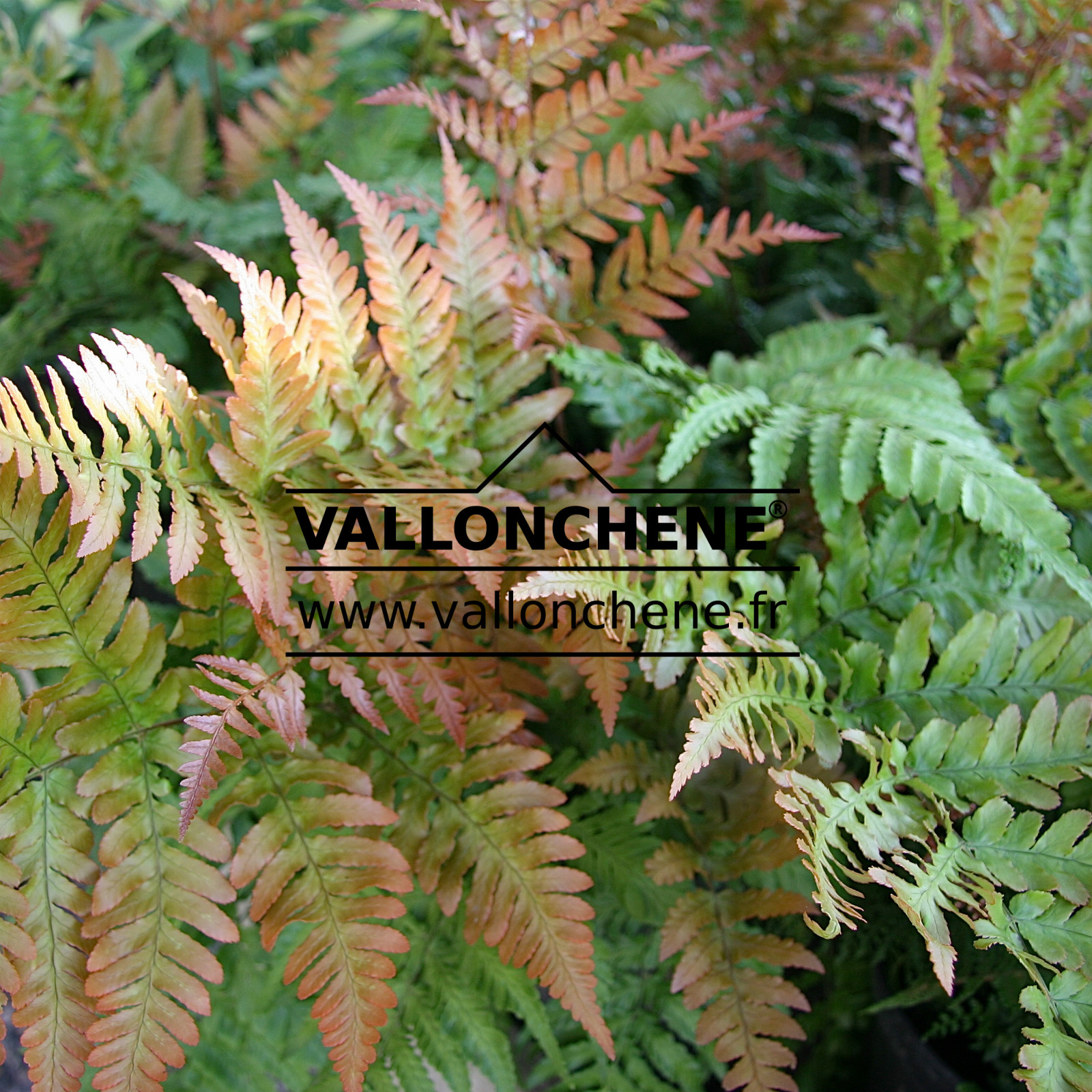 DRYOPTERIS erythrosora en Juillet