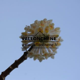 EDGEWORTHIA chrysantha