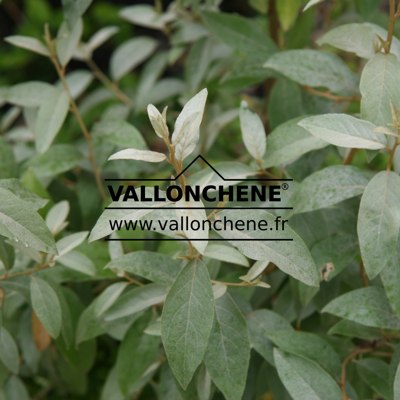 ELAEAGNUS angustifolia ‚Quicksilver‘ en Juillet