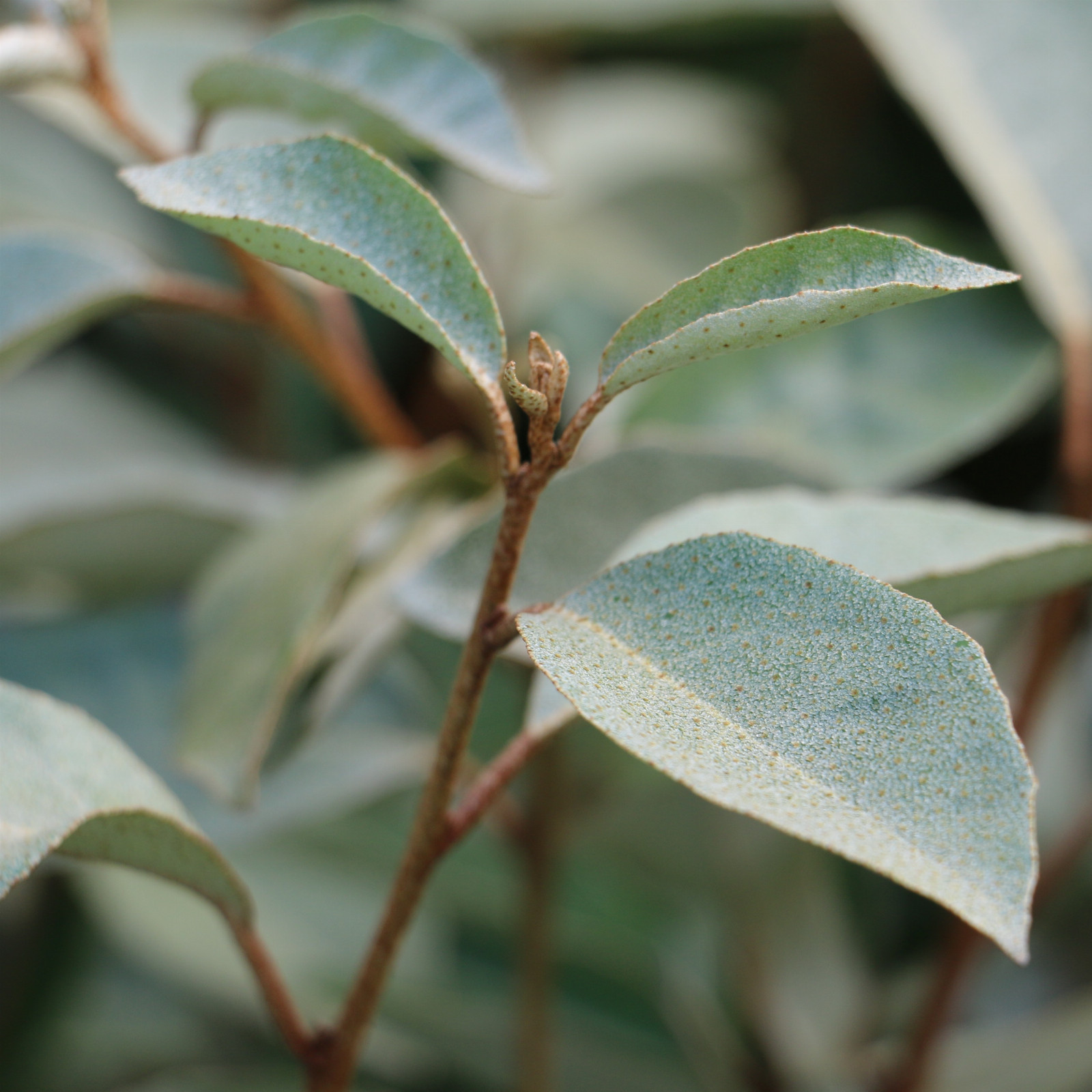 ELAEAGNUS ebbingei en Septembre