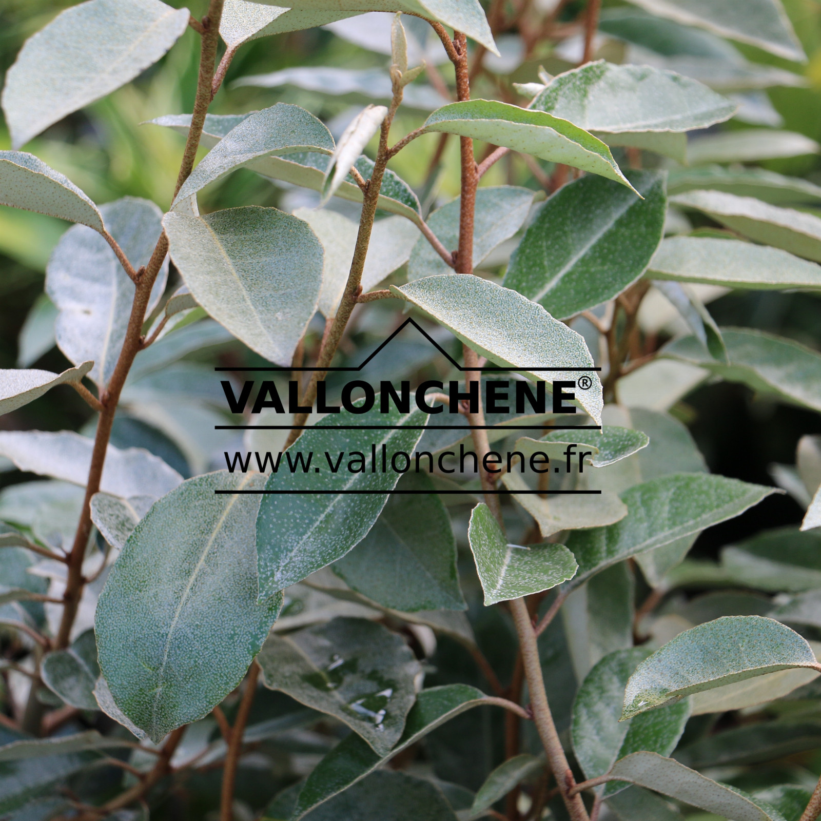 ELAEAGNUS ebbingei en Septembre