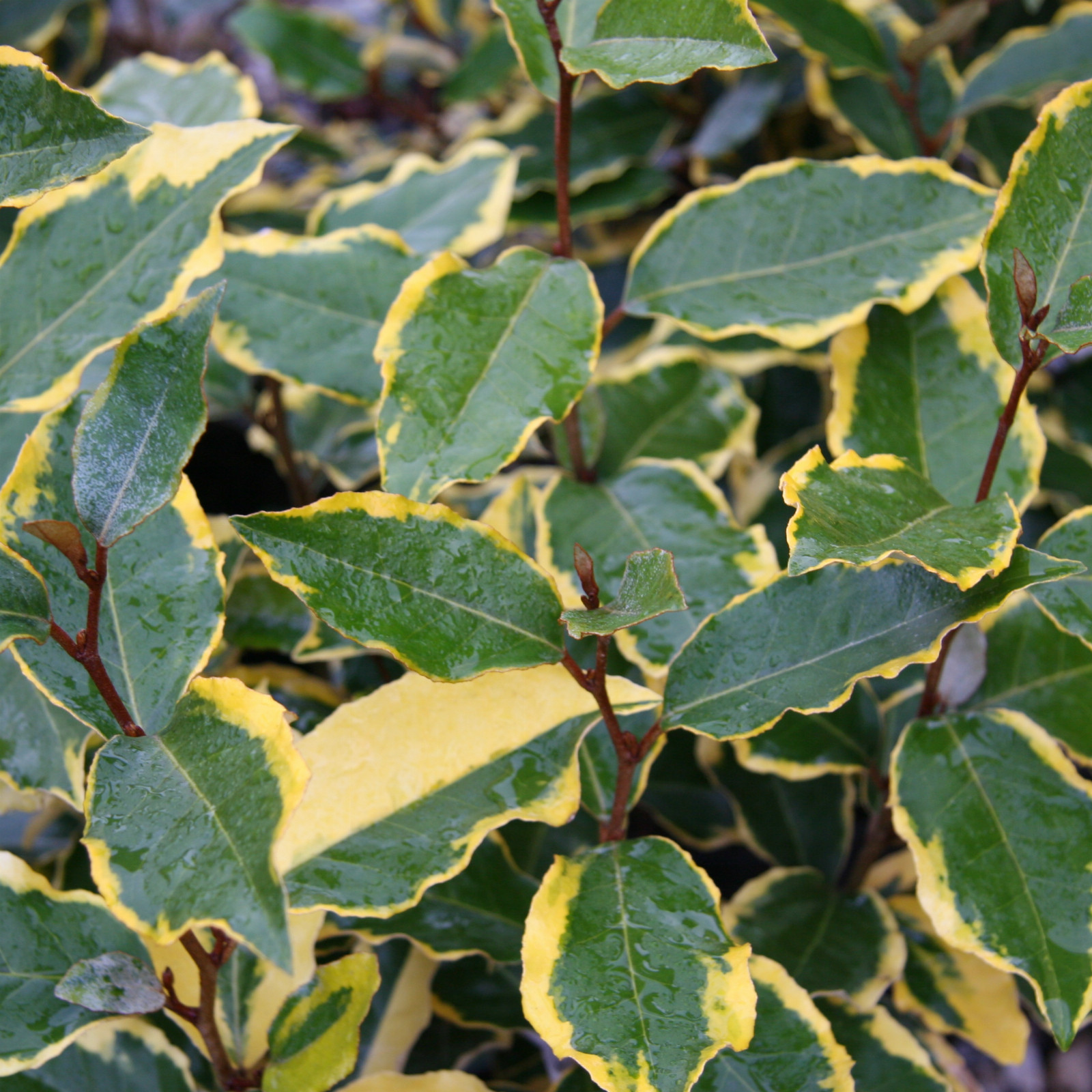 ELAEAGNUS ebbingei ‘Viveleig’