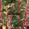 ENKIANTHUS campanulatus en Octobre ENKIANTHUS campanulatus en Octobre