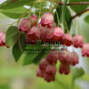 ENKIANTHUS campanulatus en Mai ENKIANTHUS campanulatus en Mai