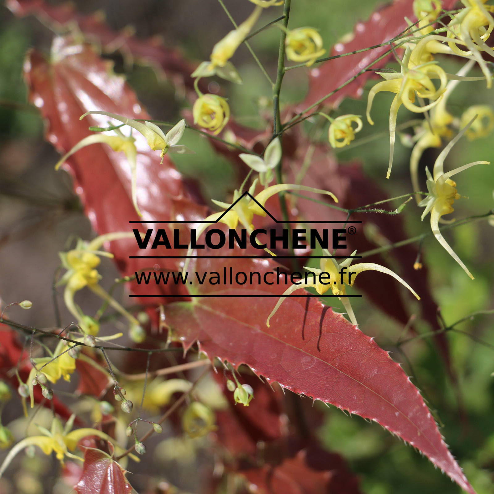 EPIMEDIUM ‘Spine Tingler’ en Avril