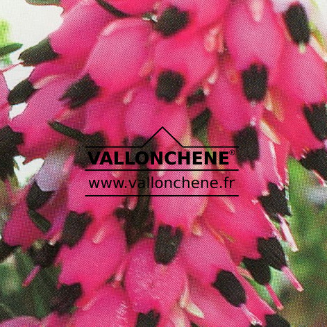 ERICA darleyensis ‘Ghost Hill’