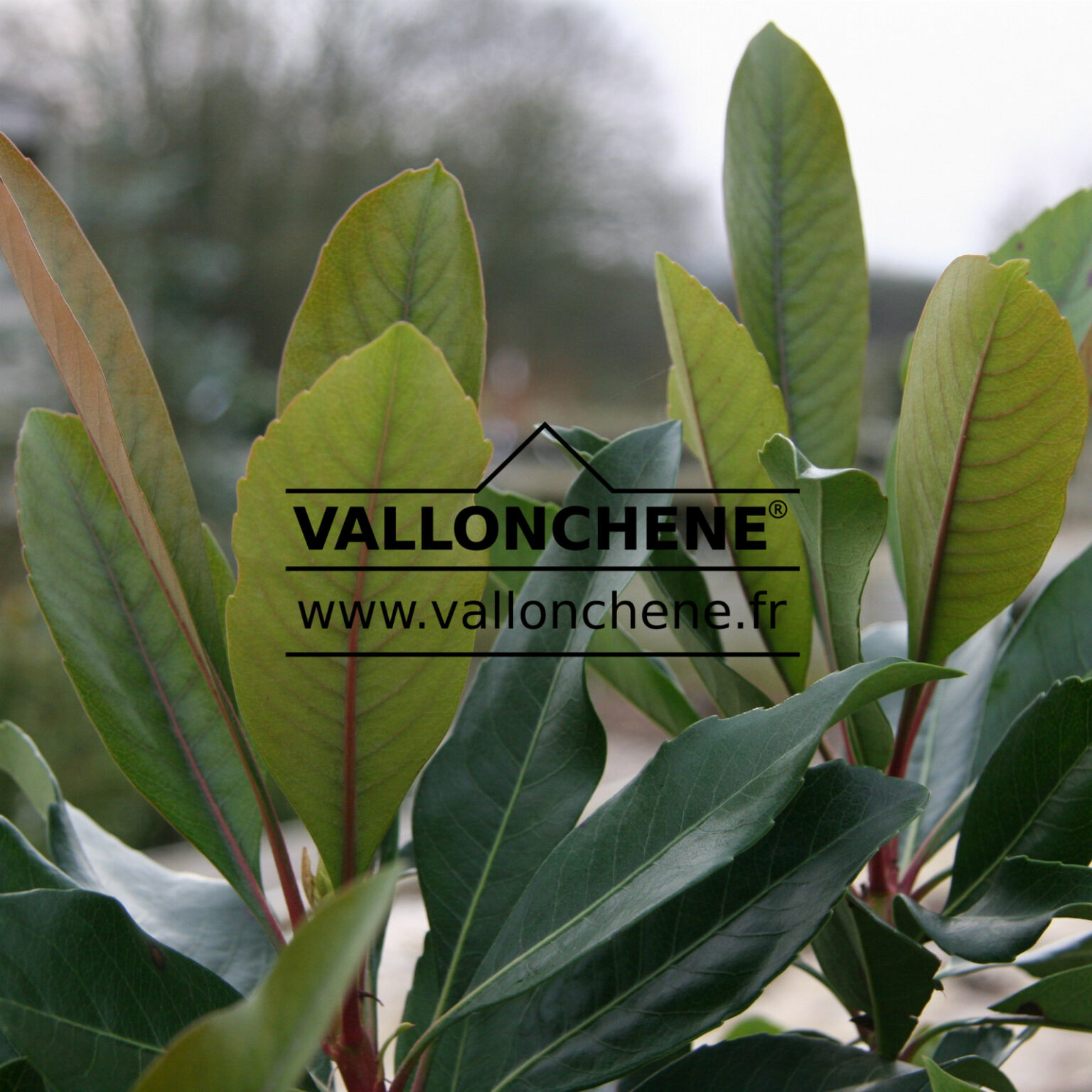 ERIOBOTRYA japonica 'Coppertone'