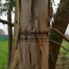 EUCALYPTUS gunnii en Décembre