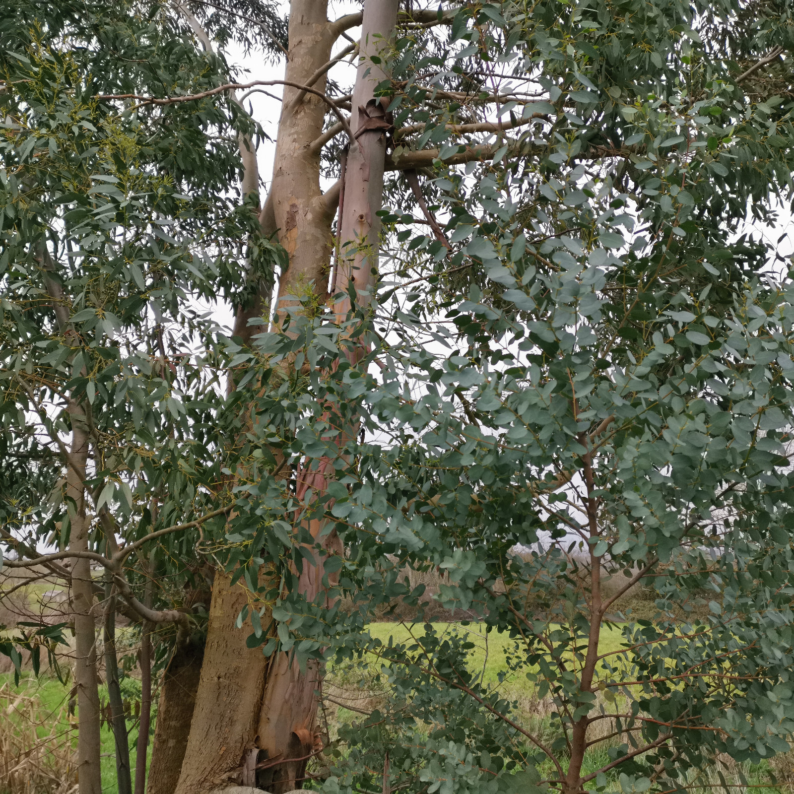 EUCALYPTUS gunnii en Décembre