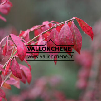 EUONYMUS alatus 'Compactus' en Septembre