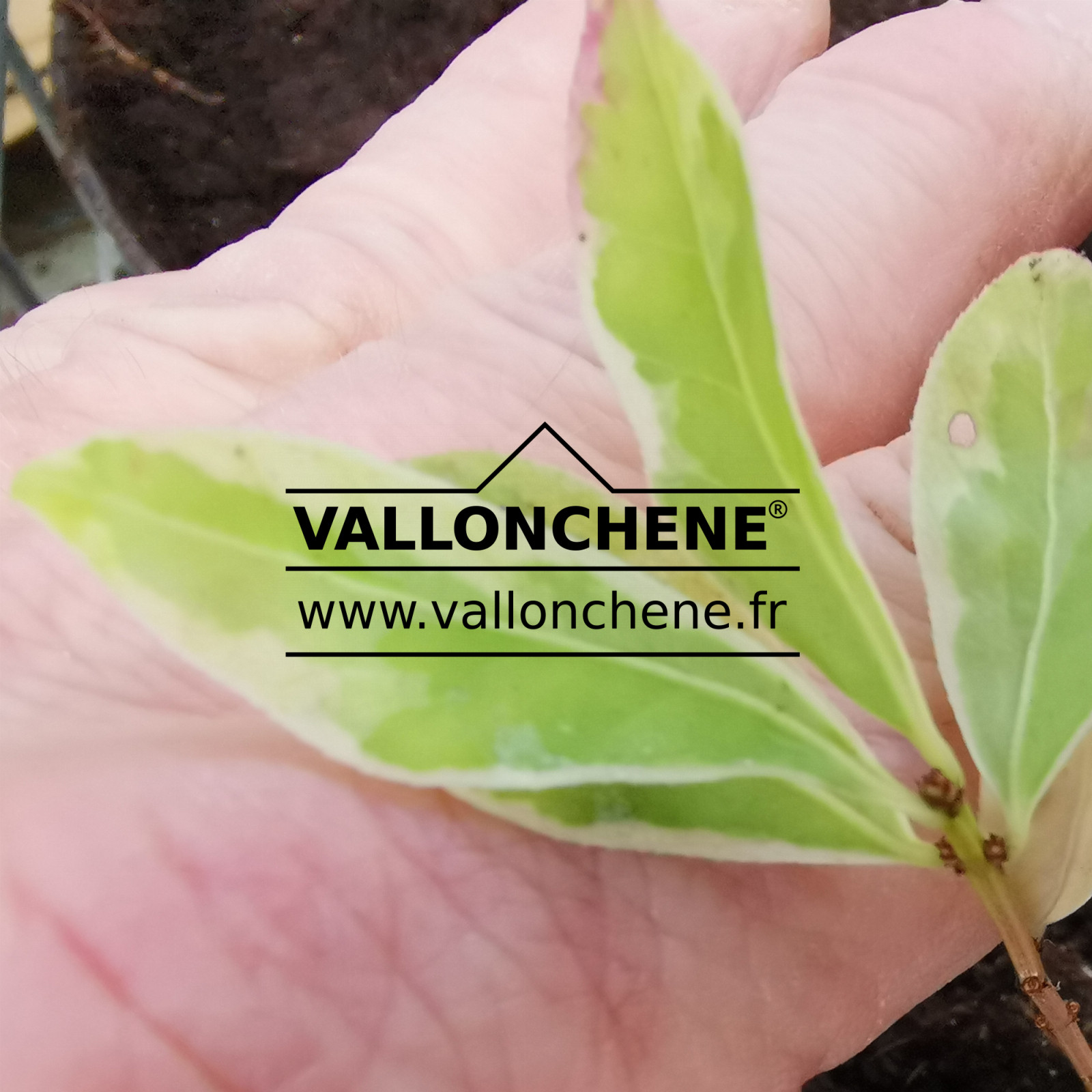EUONYMUS alatus ‘Silver Cloud’