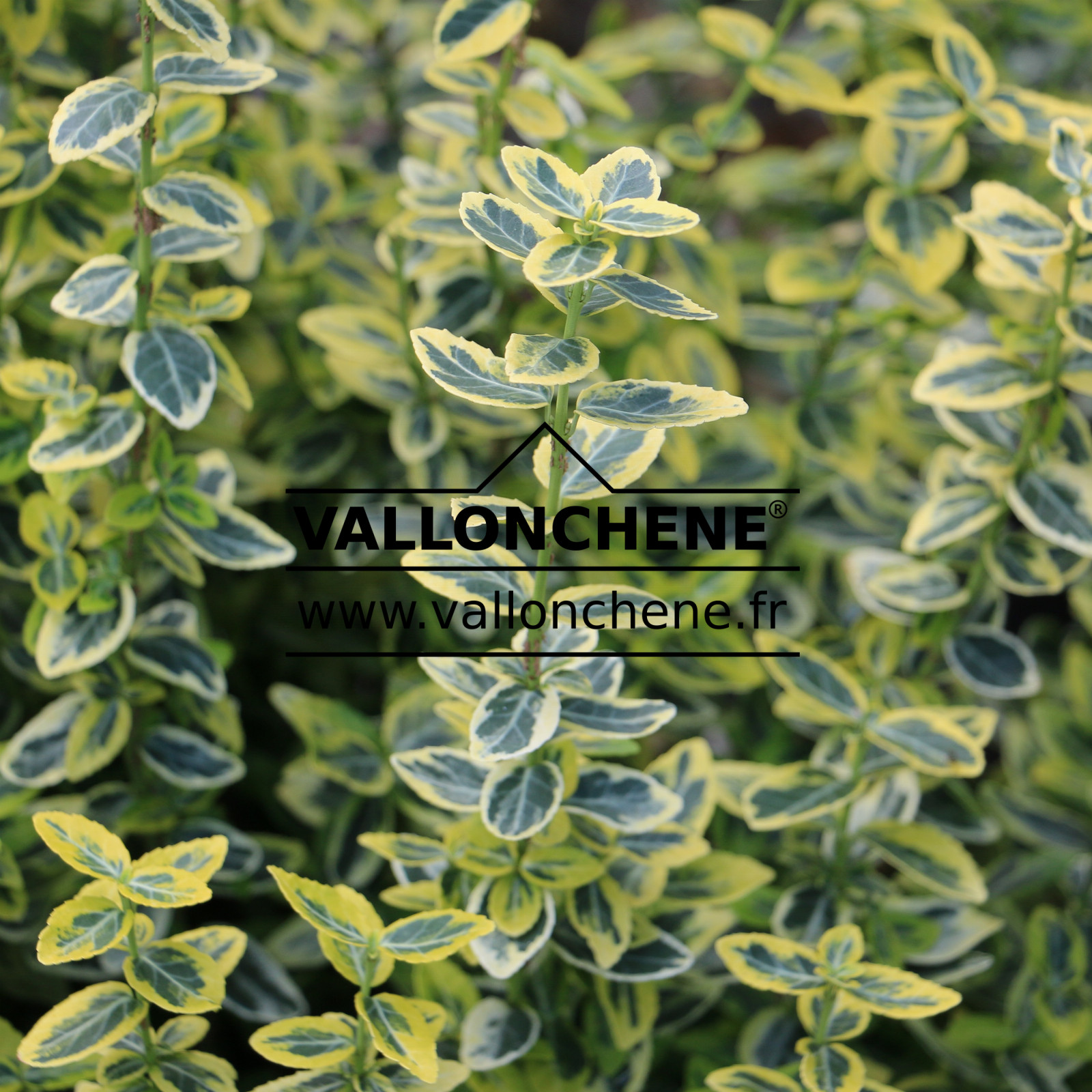 EUONYMUS fortunei 'Emerald 'n Gold' en Septembre