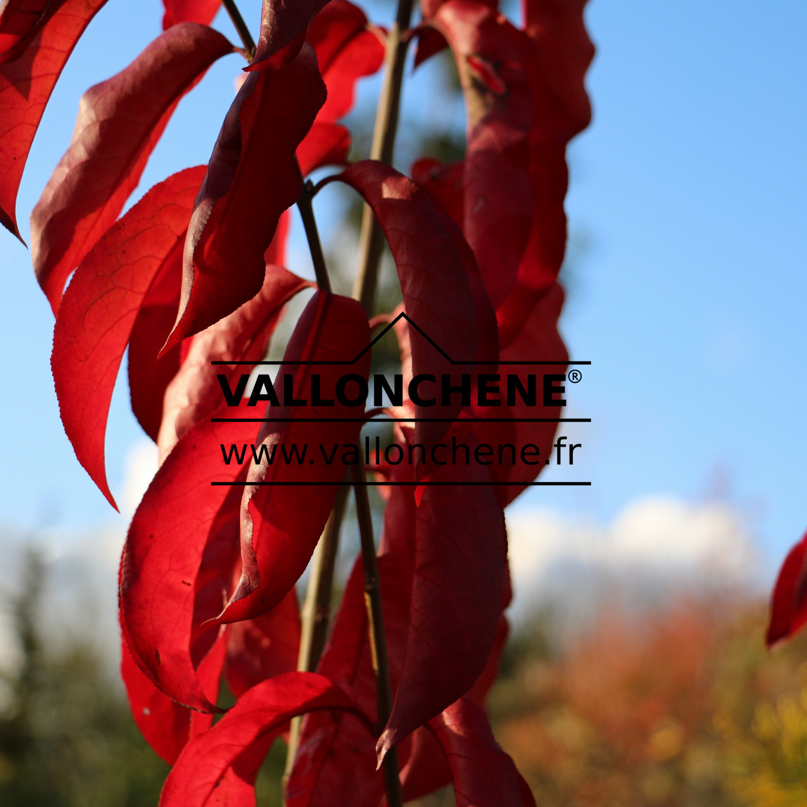 EUONYMUS hamiltonianus ‚Indian Summer‘ en Décembre