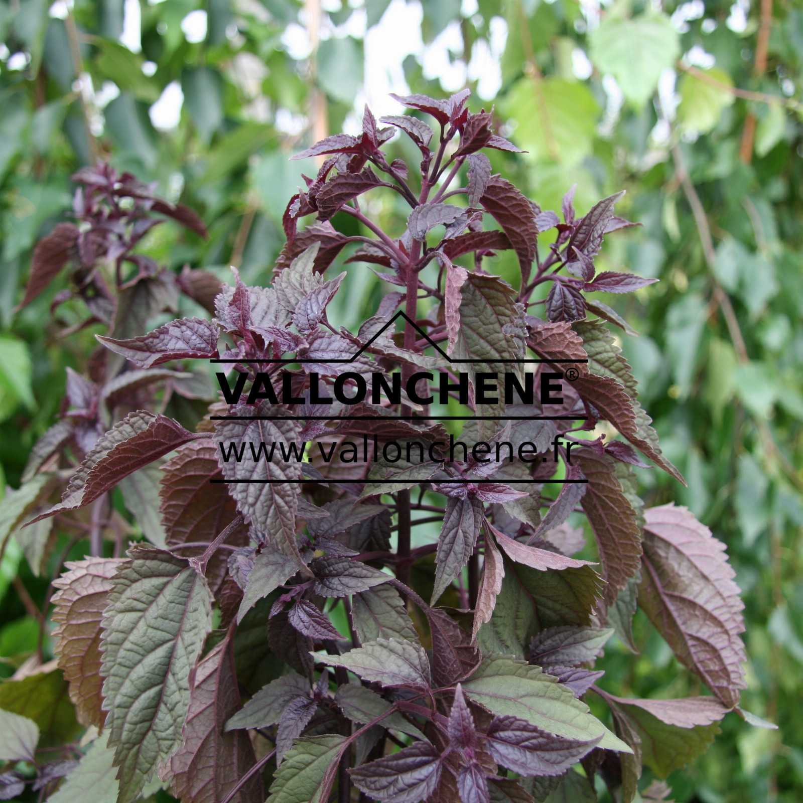 EUPATORIUM rugosum 'Chocolate' en Juillet