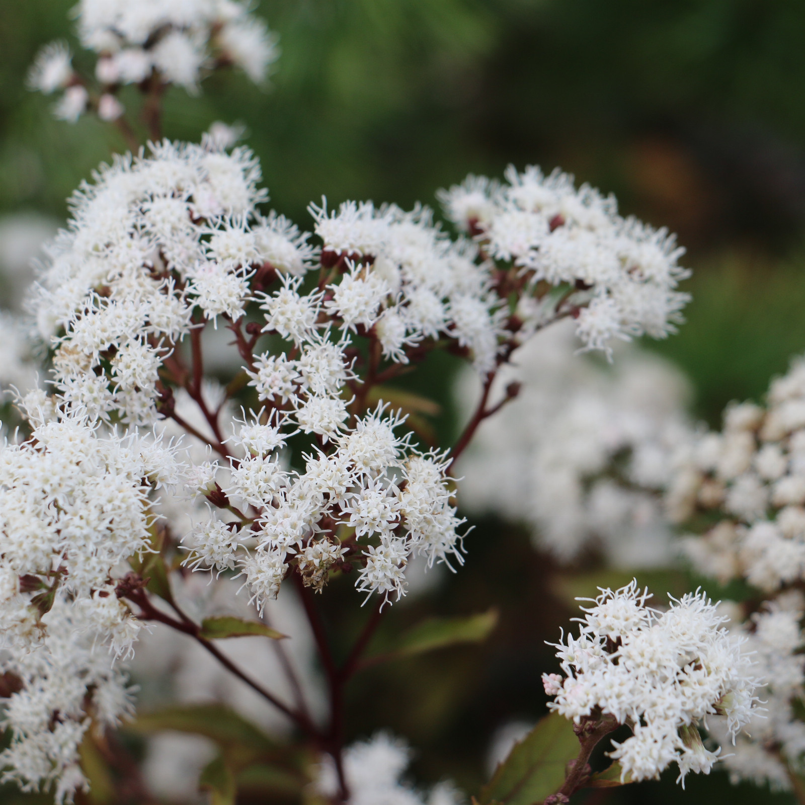 EUPATORIUM rugosum 'Chocolate' en Octobre