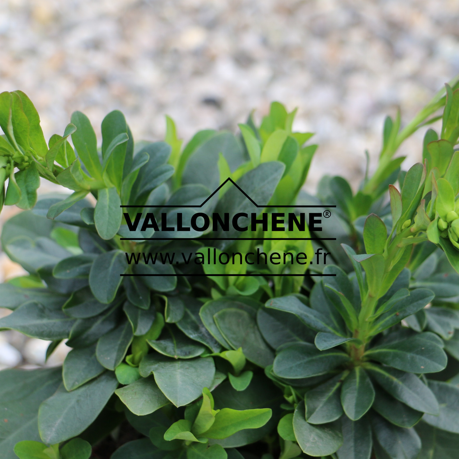 EUPHORBIA amygdaloides var. robbiae