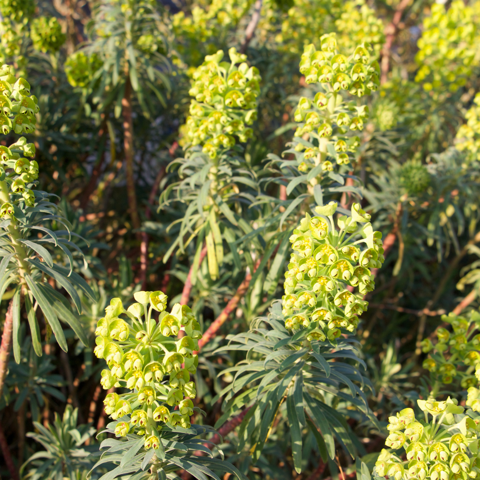 EUPHORBIA characias ssp. wulfenii en Mars