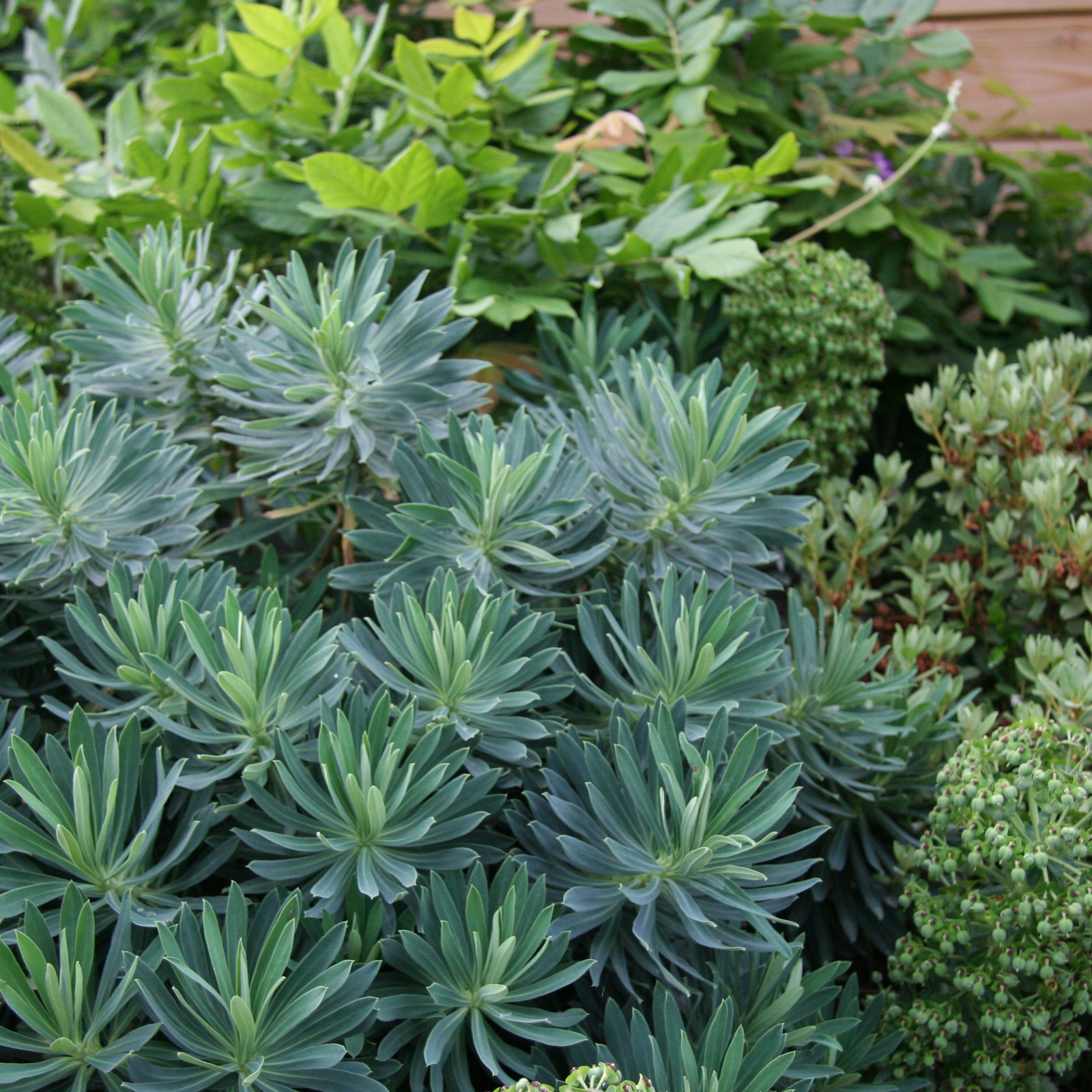 EUPHORBIA characias ssp. wulfenii en Juin