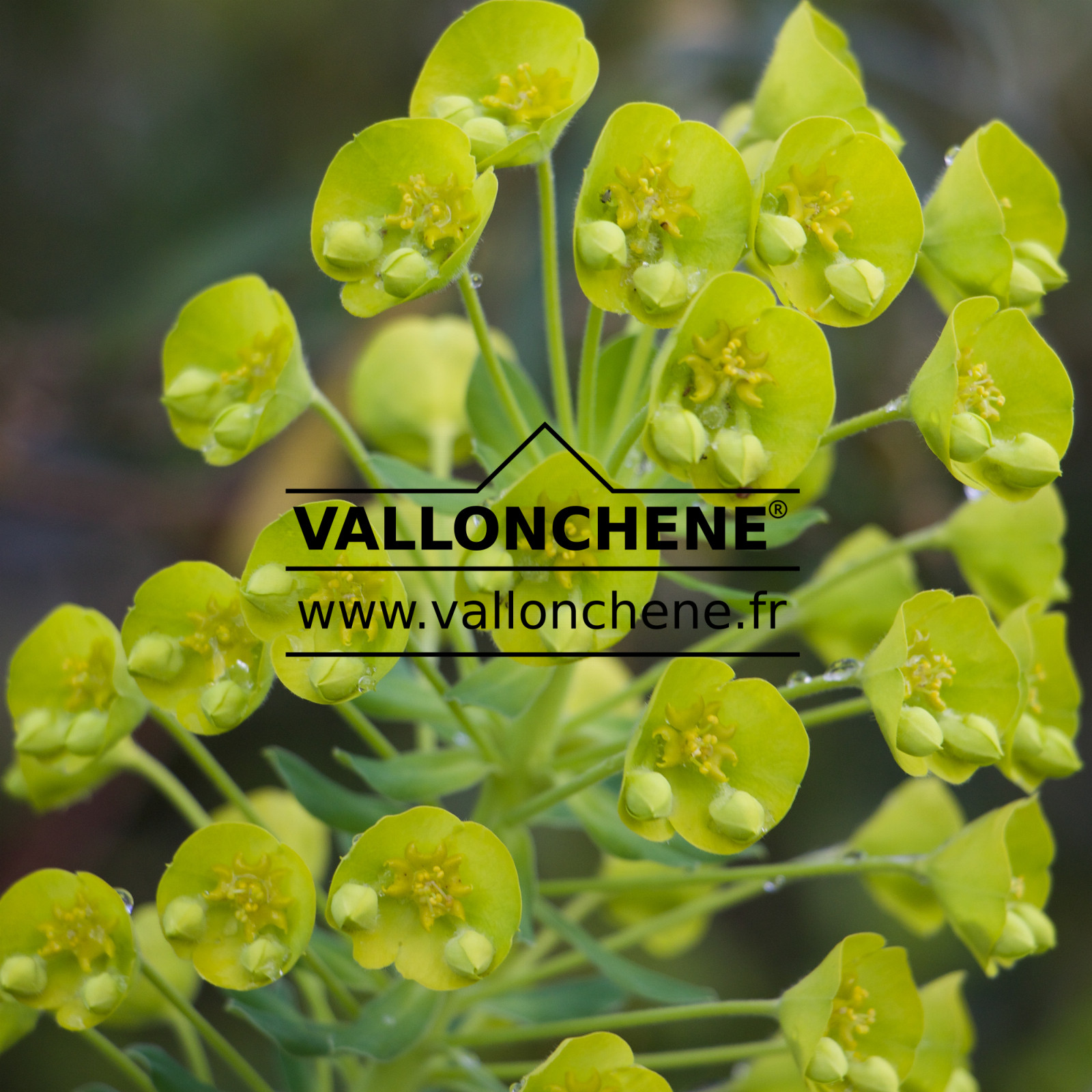 EUPHORBIA characias ssp. wulfenii en Mars