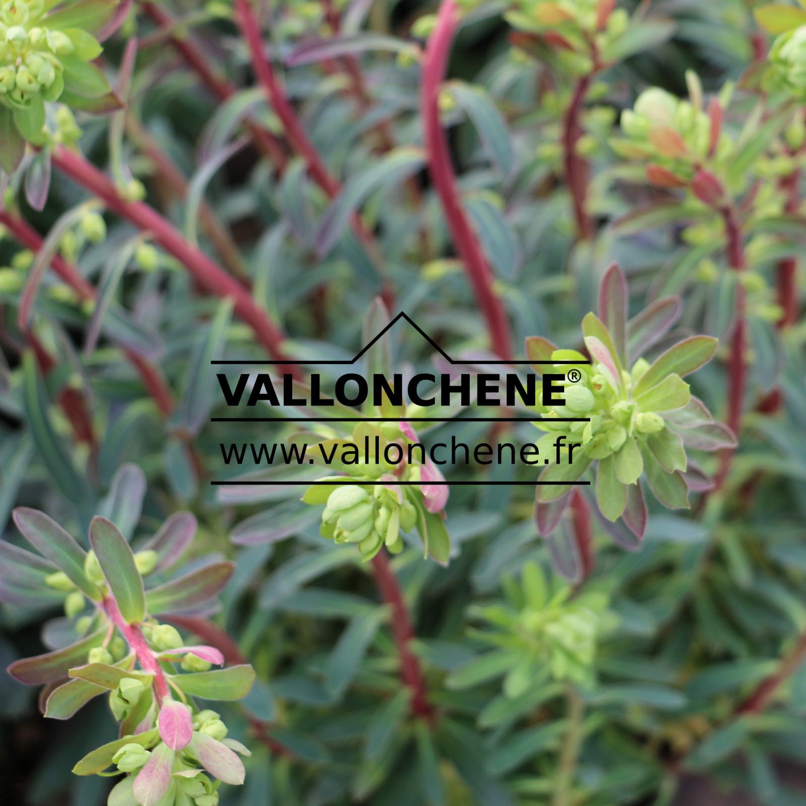 EUPHORBIA x martini
