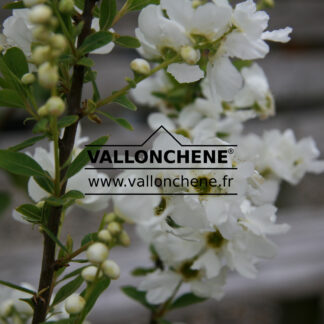 EXOCHORDA racemosa 'Niagara' en Mai