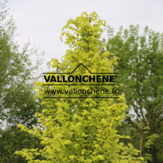 FAGUS sylvatica 'Dawyck Gold'