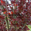 FAGUS sylvatica 'Dawyck Purple' en Mai