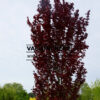 FAGUS sylvatica 'Dawyck Purple' en Mai