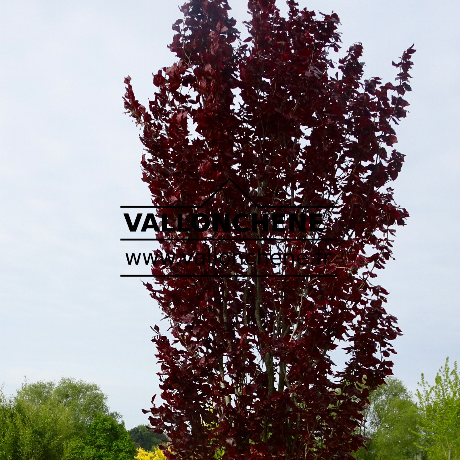 FAGUS sylvatica ‘Dawyck Purple’ en Mai