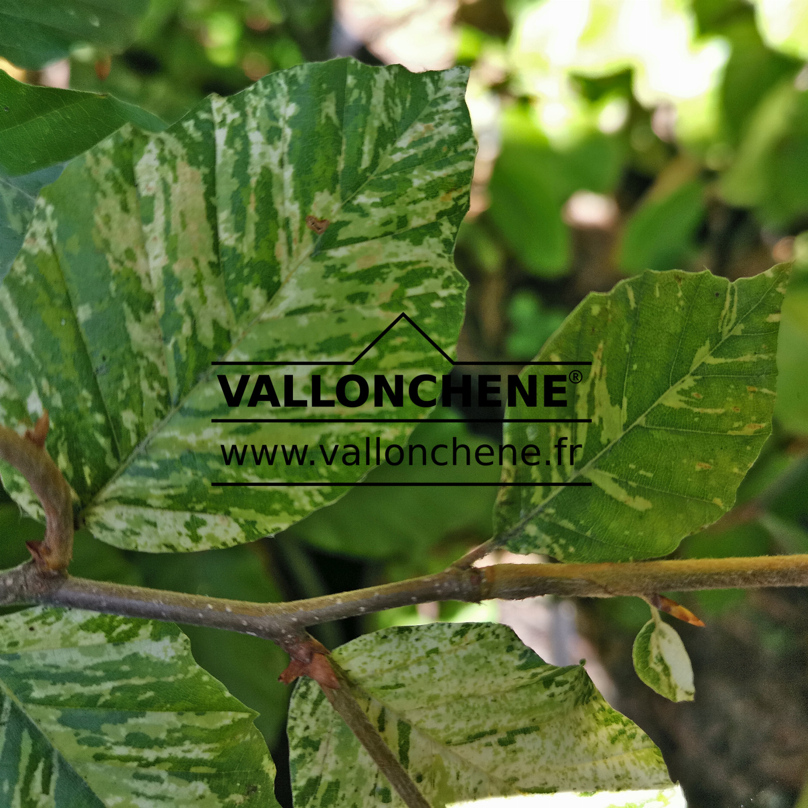 FAGUS sylvatica 'Franken' - variegated beech