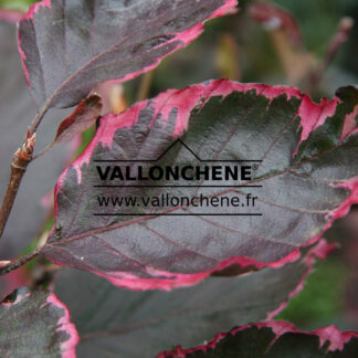 FAGUS sylvatica 'Roseomarginata' en Juillet