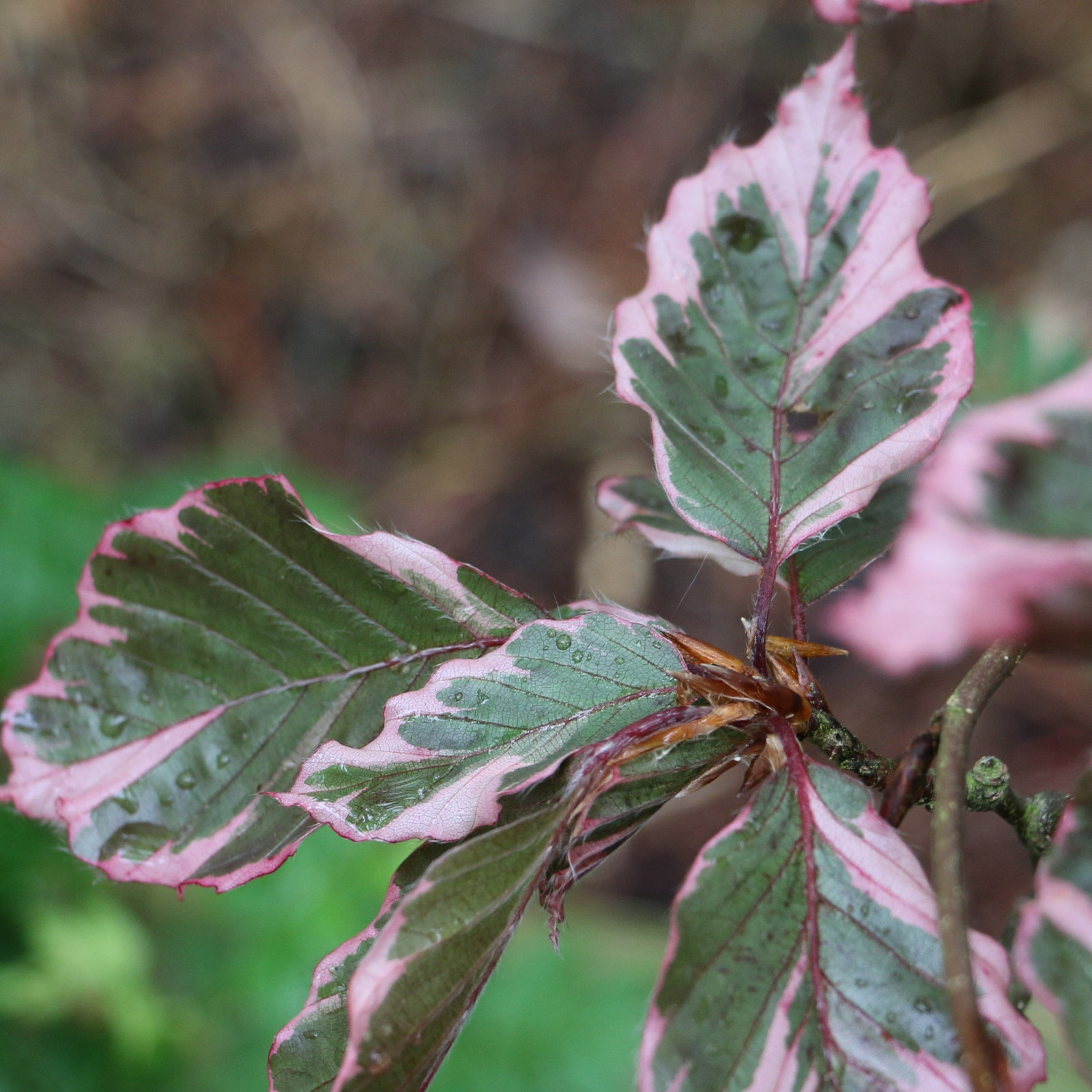 FAGUS sylvatica ‚Tricolor‘ en Mai