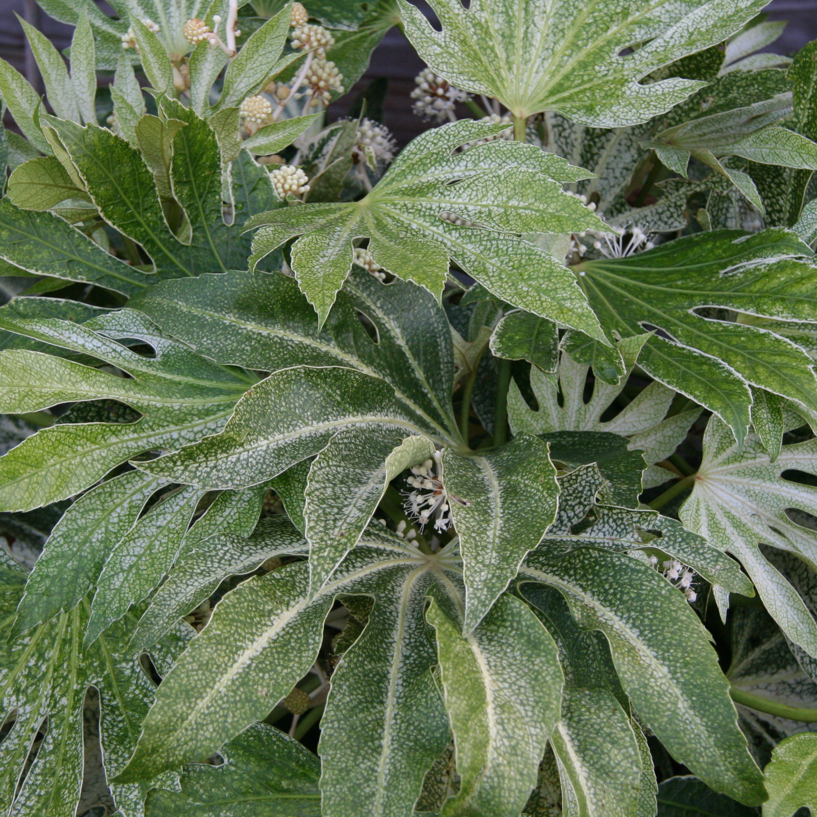 FATSIA japonica 'Spider's Web' en Octobre