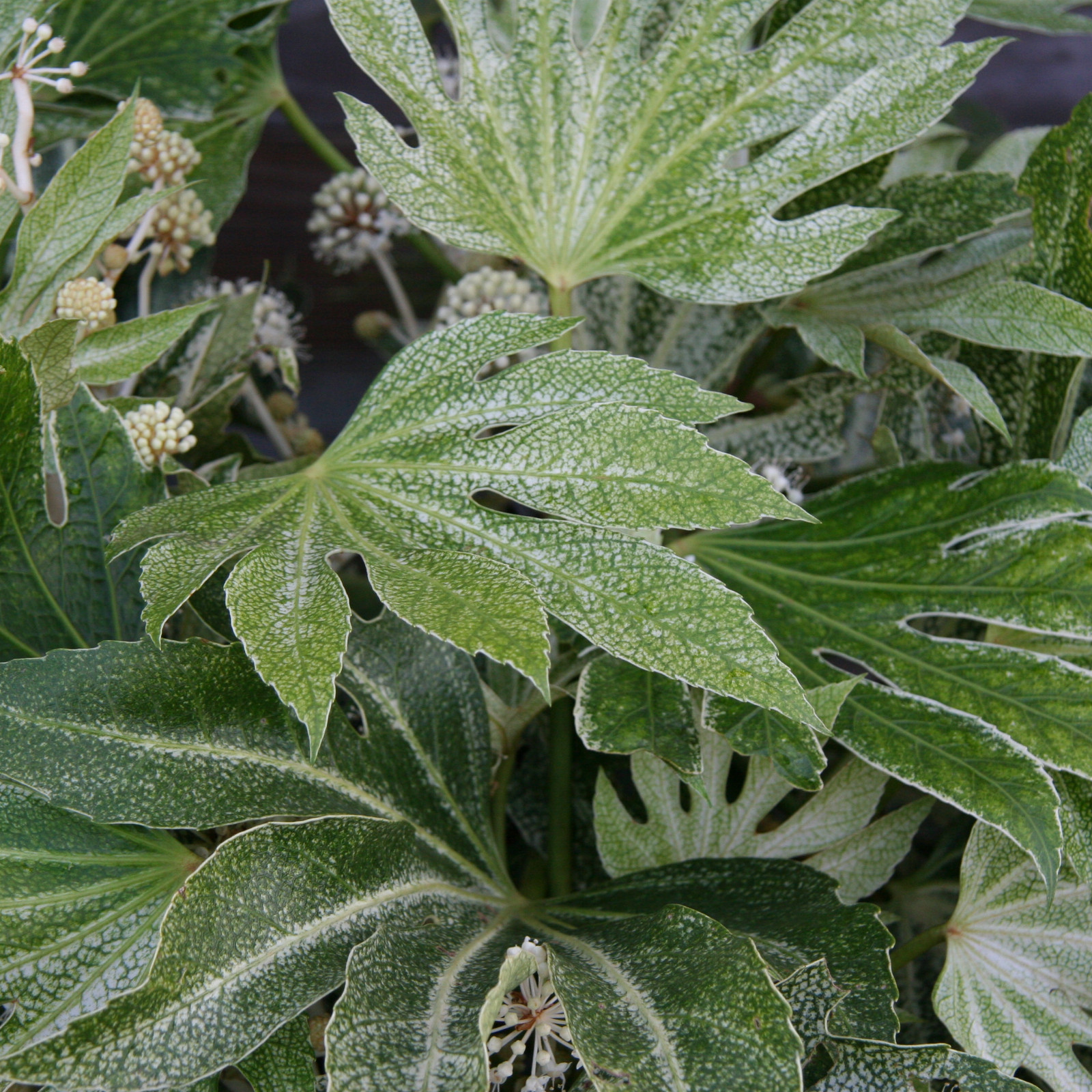 FATSIA japonica ‘Spider’s Web’ en Octobre