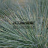 FESTUCA glauca 'Elijah Blue' en Mars